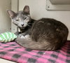 Purrlina Mae - KBC - Photo 4