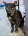 Purrlina Mae - KBC - Photo 1