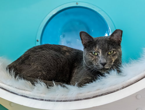 PURRLINA MAE - KBC - Dilute Tortoiseshell available for adoption