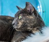 Purrlina Mae - KBC - Photo 3