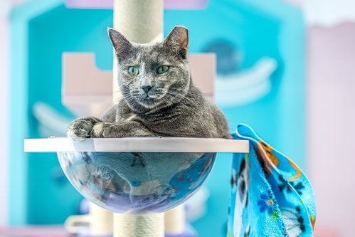 PURRLINA MAE - KBC - Dilute Tortoiseshell available for adoption