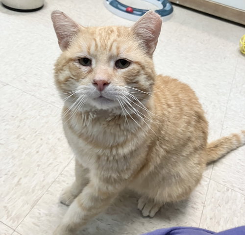 DAMON - Tabby / Domestic Short Hair available for adoption