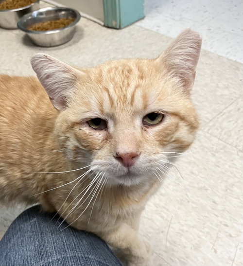 DAMON - Tabby / Domestic Short Hair available for adoption