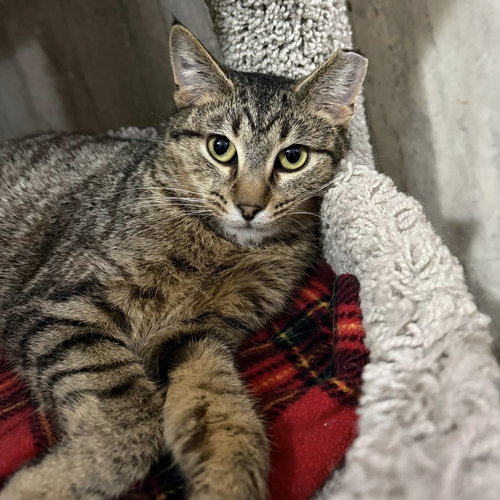 picture of the cat needing adoption