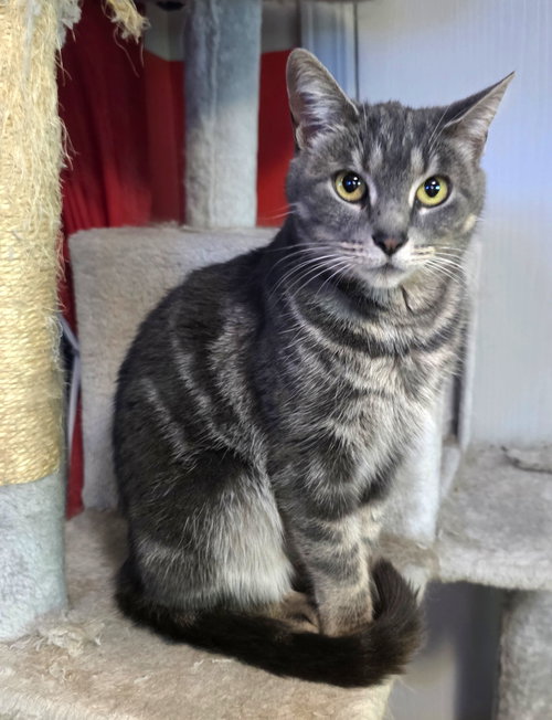 Willow, Adult Tabby / Domestic Short Hair / Mixed (short coat), cat for adoption in Lancaster, Ohio