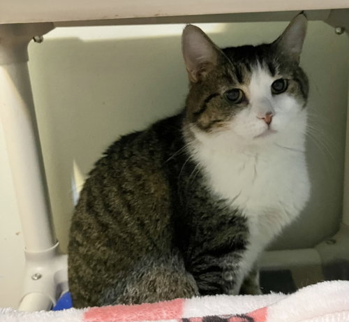 LENA - Domestic Short Hair available for adoption