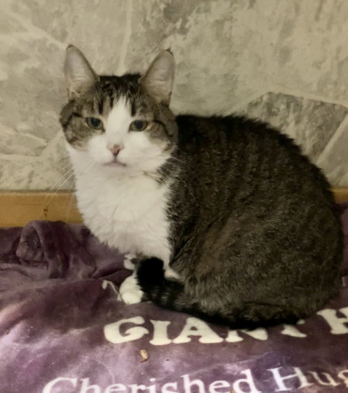 LENA - Domestic Short Hair available for adoption