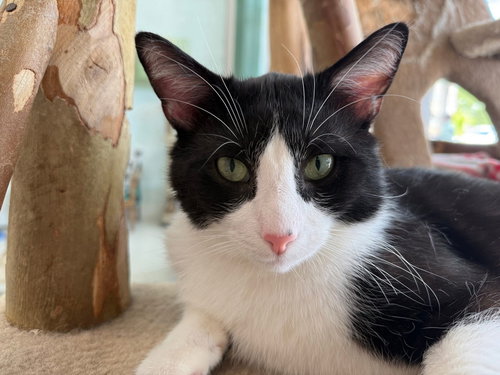 TONY - Domestic Short Hair available for adoption