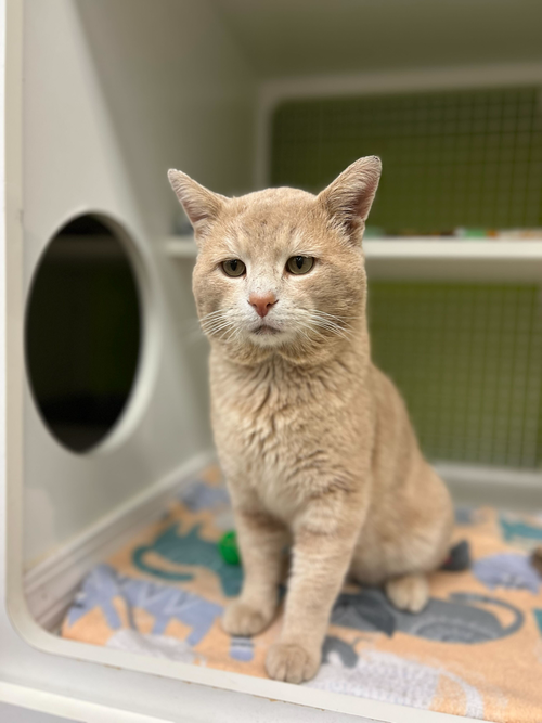 Romeo, Adult Domestic Short Hair / Mixed (short coat), cat for adoption in Lancaster, Ohio