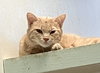 Cream Cheese - Photo 6