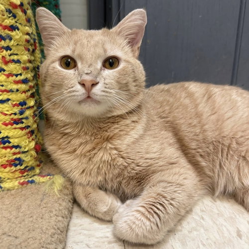 CREAM CHEESE - Domestic Short Hair available for adoption