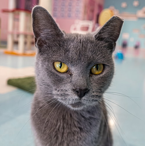 picture of the cat needing adoption