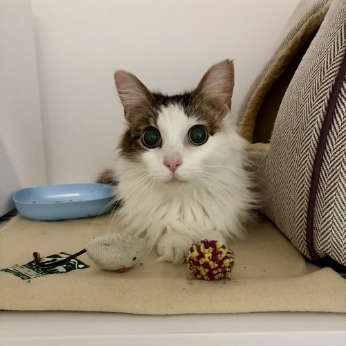 PRIZE - Tabby / Domestic Medium Hair available for adoption