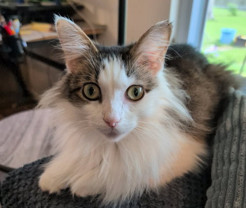PRIZE - Tabby / Domestic Medium Hair available for adoption
