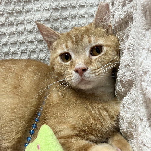 picture of the cat needing adoption