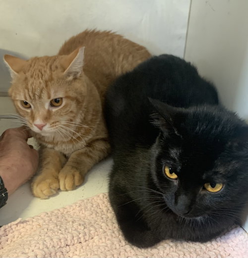 PIMA (BONDED TO CATALINA) - Domestic Short Hair available for adoption