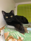 Mitty Kitty - Photo 4