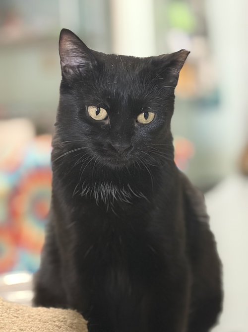 Mitty Kitty, Adult Domestic Short Hair (short coat), cat for adoption in Lancaster, Ohio