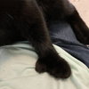 Mitty Kitty - Photo 3