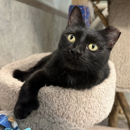 MITTY KITTY - Domestic Short Hair available for adoption