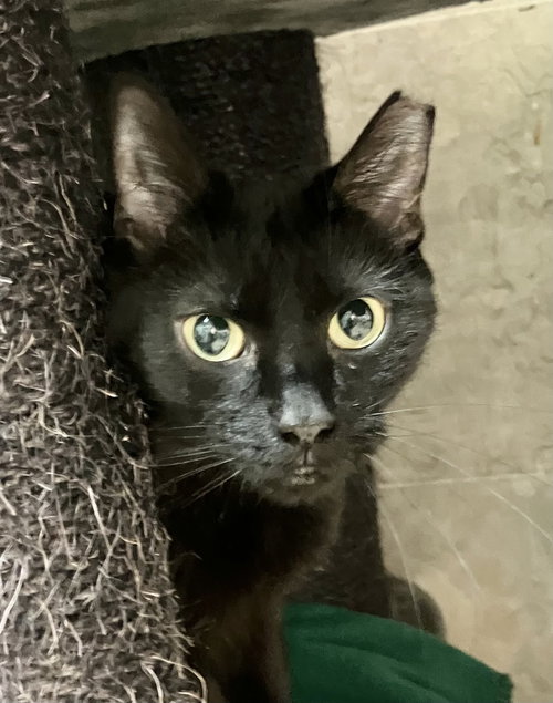 picture of the cat needing adoption