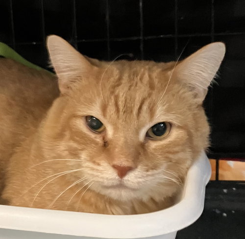 picture of the cat needing adoption