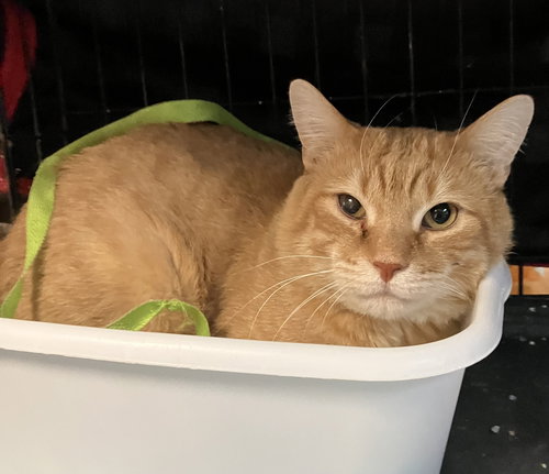 CORDUROY - Domestic Short Hair / Tabby available for adoption