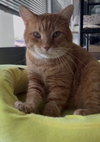 Corduroy - Photo 1