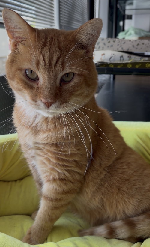 CORDUROY - Domestic Short Hair / Tabby available for adoption