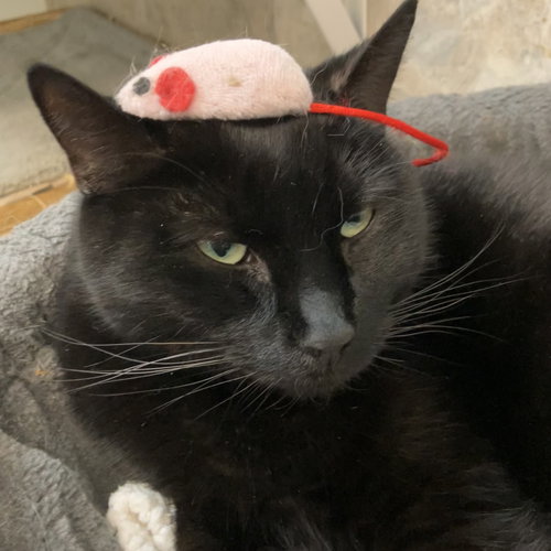 picture of the cat needing adoption