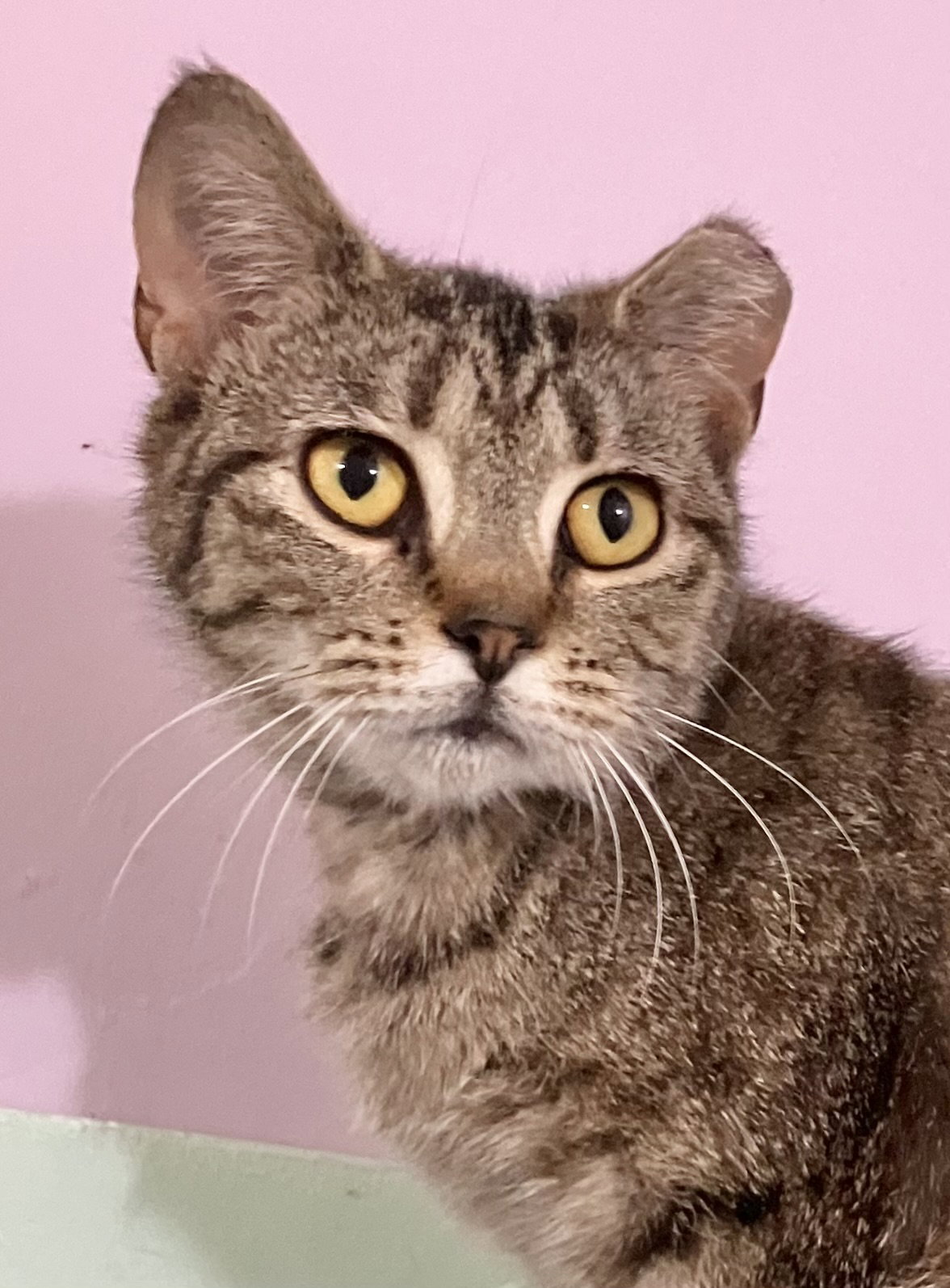 Tora Image