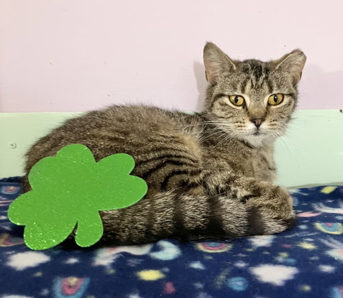 picture of the cat needing adoption