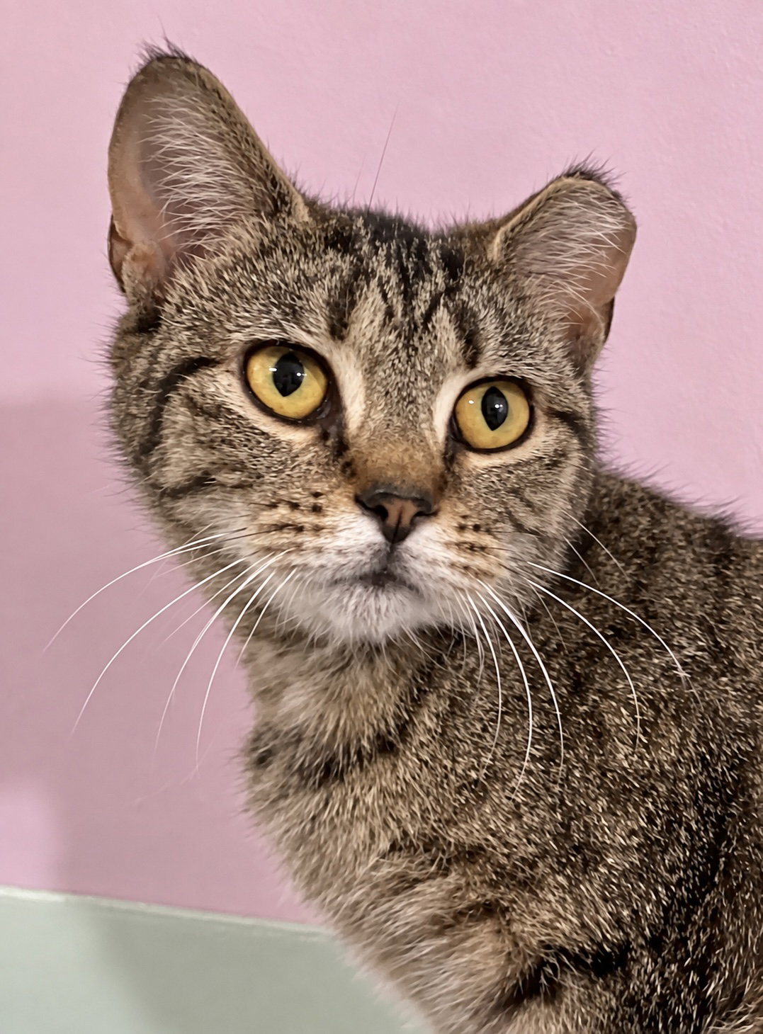 Tora