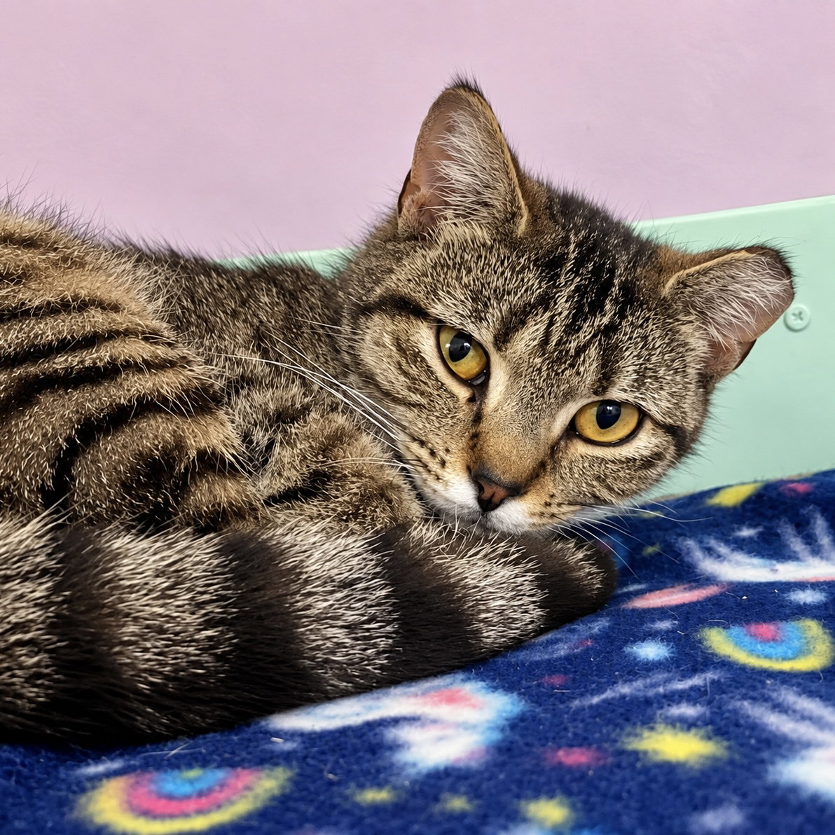 Tora, photo 2