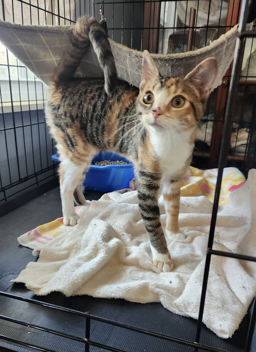 Reese, an adoptable Tortoiseshell in Dublin, OH