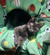 Sky (bonded to Breezy) - Photo 4