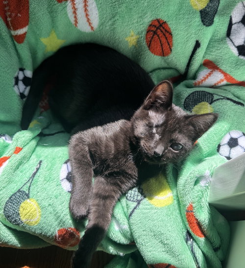 Sky (bonded to Breezy), Baby Domestic Short Hair / Mixed (short coat), cat for adoption in Lancaster, Ohio