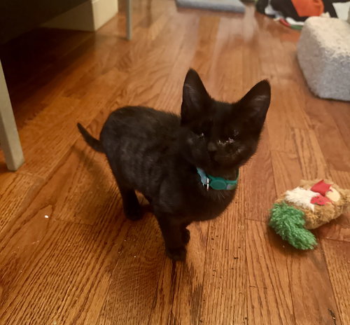 Breezy (bonded to Sky), Baby Domestic Short Hair / Mixed (short coat), cat for adoption in Lancaster, Ohio