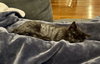Breezy (bonded to Sky) - Photo 5