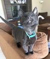 Breezy (bonded to Sky) - Photo 1