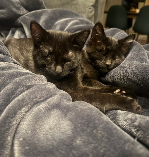 BREEZY (BONDED TO SKY) - Domestic Short Hair available for adoption