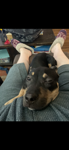 Rottweiler