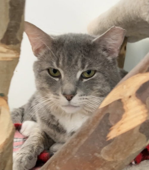 Presto, Adult Domestic Short Hair / Tabby / Mixed (short coat), cat for adoption in Lancaster, Ohio