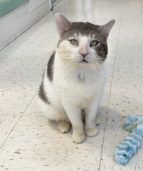 picture of the cat needing adoption