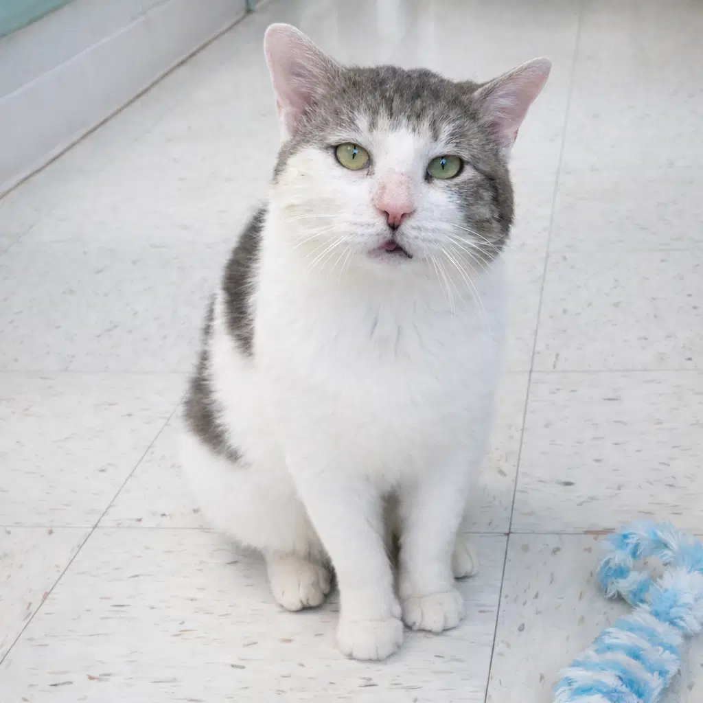 Atlas - Domestic Short Hair