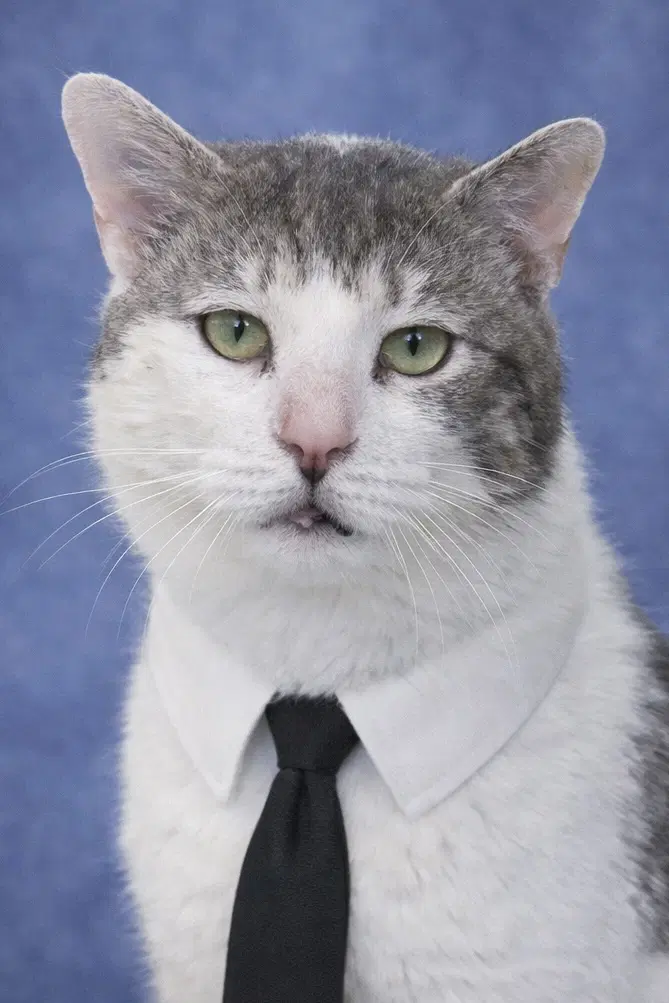 Atlas image 3