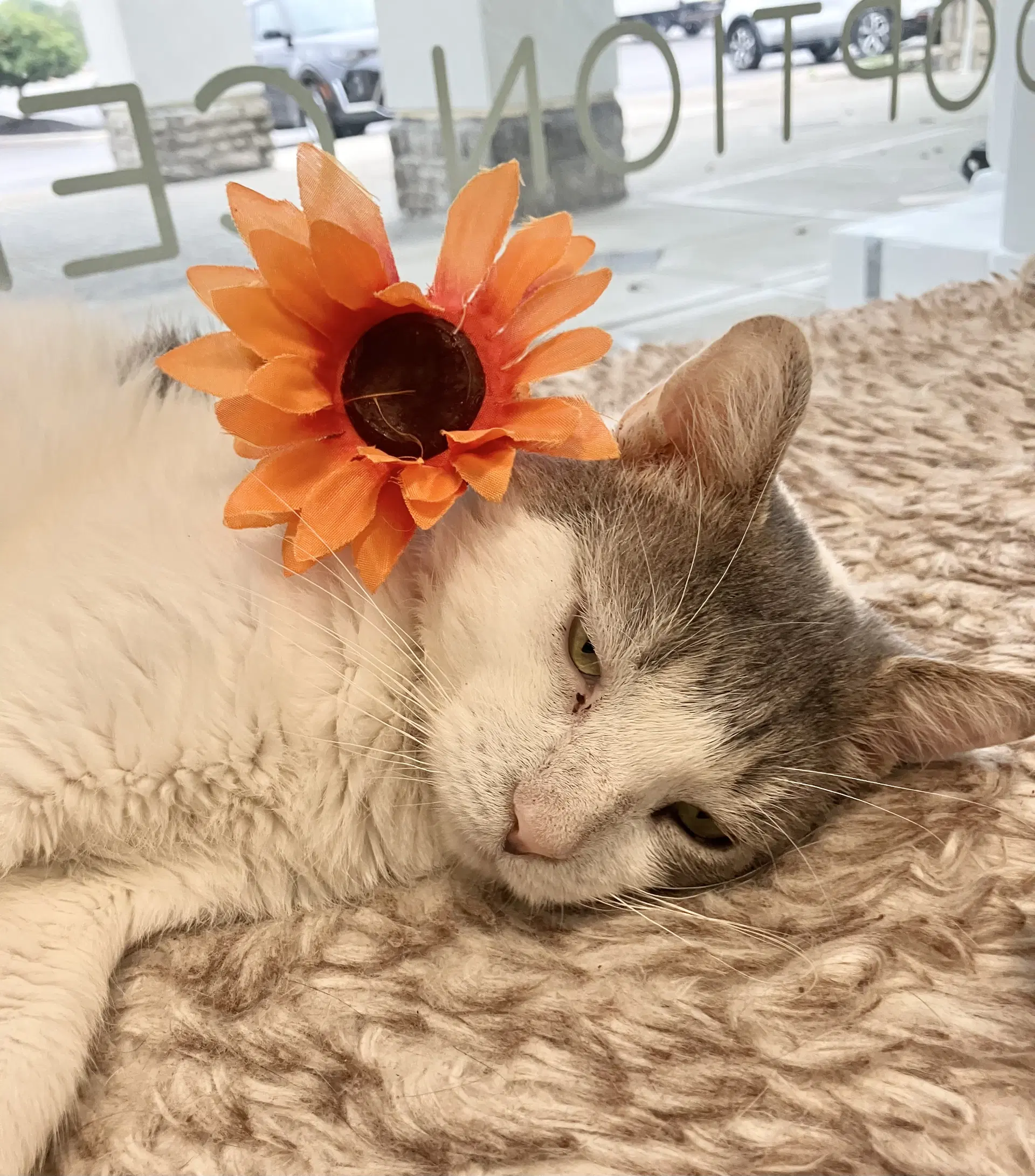 Atlas - Domestic Short Hair