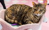 Zoey - KBC - Photo 3
