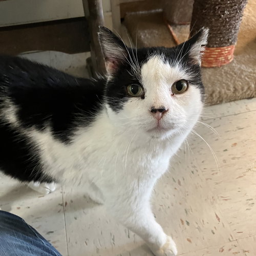 picture of the cat needing adoption