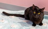 Pepper (bonded to Salt) - KBC - Photo 1